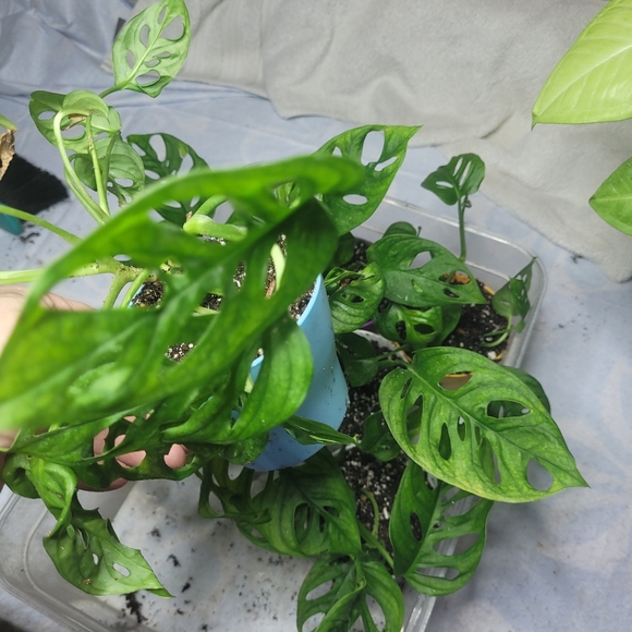 Live plant monstera swiss cheese full rooted - Picture 7 of 12